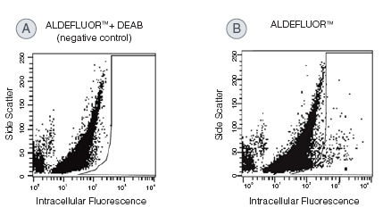 Identification of ALDHbr cells from mouse embryonic brain samples