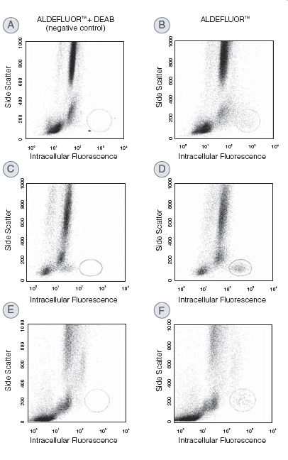 Identification of ALDHbr SSC LO cells from human hematopoietic samples