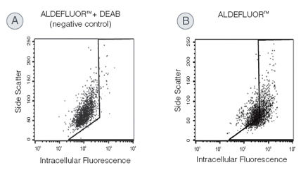 Identification of ALDHbr cells from human breast cancer cell lines