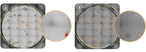 Improved Visualization of Cord Blood-Derived Colonies in CFU Assays After RBC Depletion with ErythroClear™