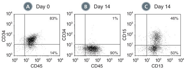 Production of CD13+ and CD15+ Myeloid Cells by the Expansion and Lineage-Specific Differentiation of Human BM-Derived Cells Cultured in StemSpan™ SFEM II Containing Myeloid CD34+ Expansion Supplement