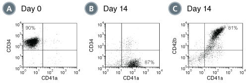 Production of megakaryocytes by expansion and lineage-specific differentiation of CD34+ human cord blood cells cultured in StemSpan™ SFEM containing Megakaryocyte Expansion Supplement