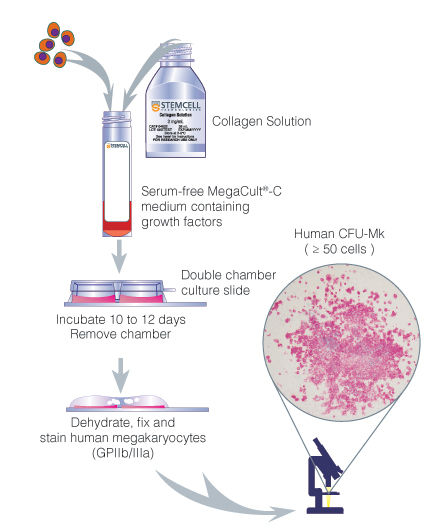 Procedure Summary for Assays of Human Megakaryocytic Progenitors