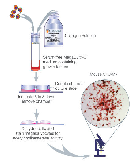 Procedure Summary for Assays of Mouse Megakaryocytic Progenitors