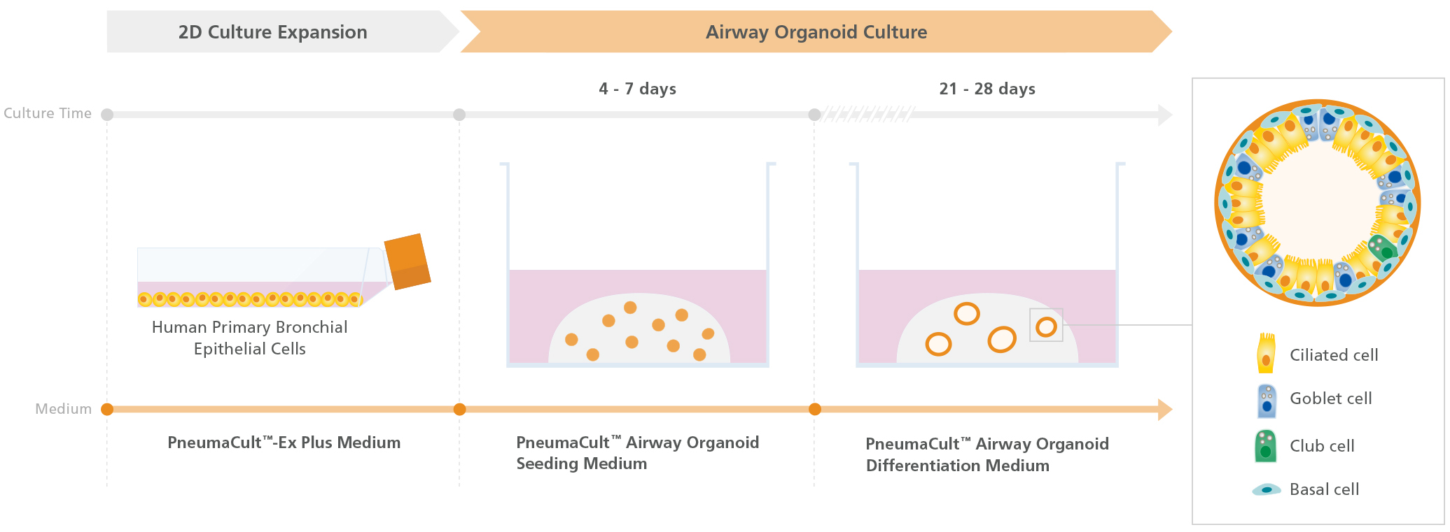 Schematic of human airway organoid culture workflow using PneumaCult™ Airway Organoid Kit