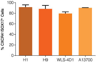 Definitive endoderm differentiation is efficient across multiple human ES and iPS cell lines