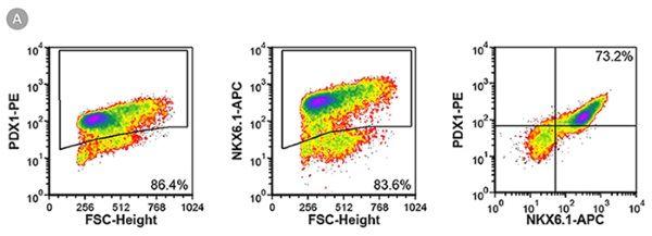 A. The STEMdiff™ Pancreatic Progenitor Kit Functions Efficiently Across Multiple hPSC Lines