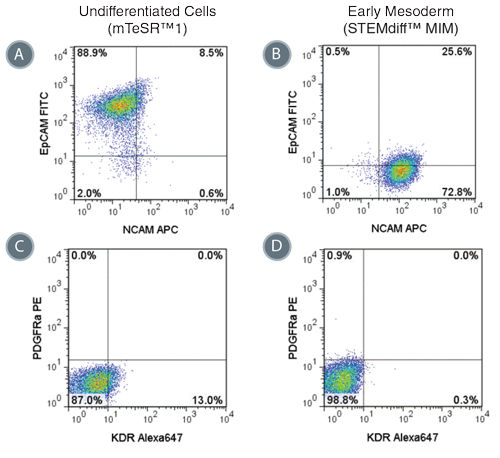 Phenotype of Cells Treated with STEMdiff™ MIM is Consistent with Early Mesoderm