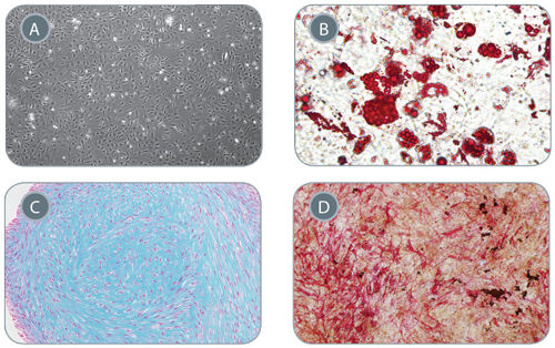 Mesenchymal Stem Cells Derived from Early Mesoderm Cells Can Be Further Differentiated in In Vitro Assays