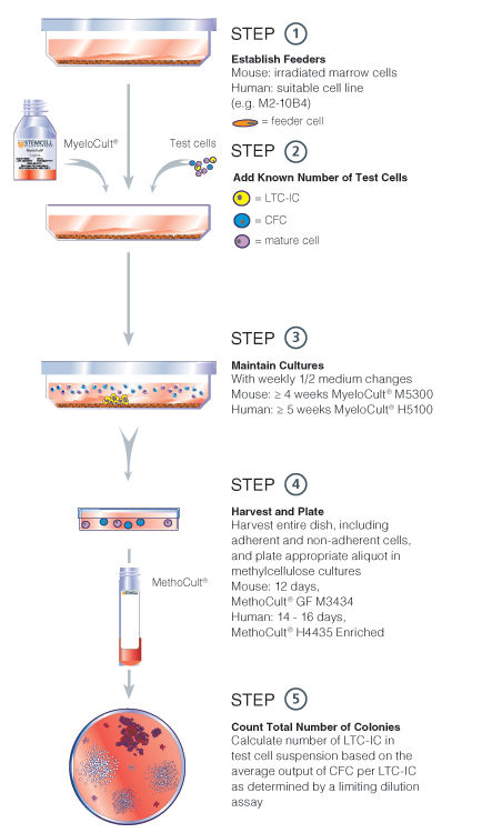 Bulk culture LTC-IC assay