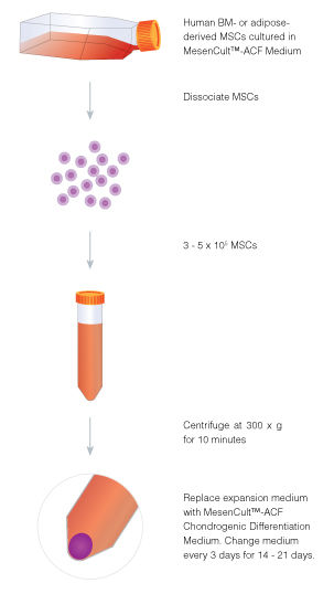 Procedure Overview: Human MSC Chondrogenic Differentiation Using MesenCult™-ACF Chondrogenic Differentiation Medium