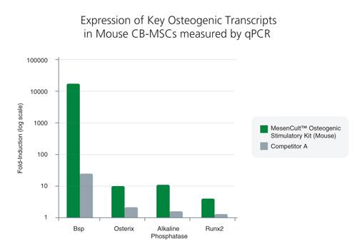 1 MOUSE COMPACT BONE-DERIVED MSC (CB-MSC) DATA<br>Compact bone-derived MSCs exhibited superior expression of key osteogenic transcripts involved in bone differentiation and maturation following treatment with MesenCult™ Osteogenic Stimulatory Kit (Mouse)*