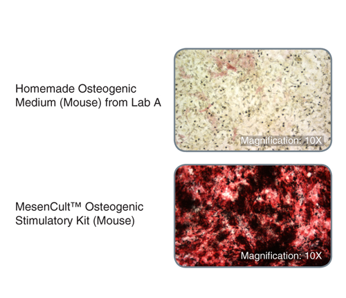 MEFs treated with MesenCult™ Osteogenic Stimulatory Kit (Mouse) displayed substantially increased alkaline phosphatase activity and bone matrix deposition*