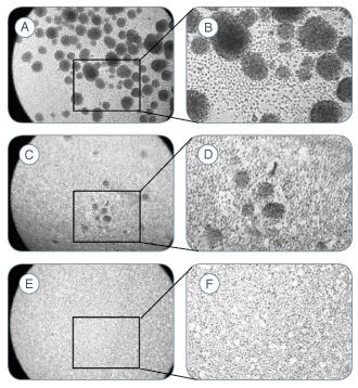 Chemical Dissociation of Mouse Neurospheres