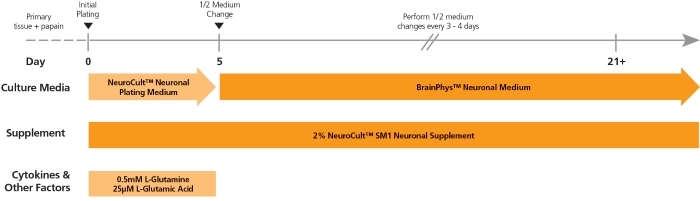 Morphology of Neurons in Representative NeuroCult™ SM1 Cultures at 7 and 21 Days in Vitro