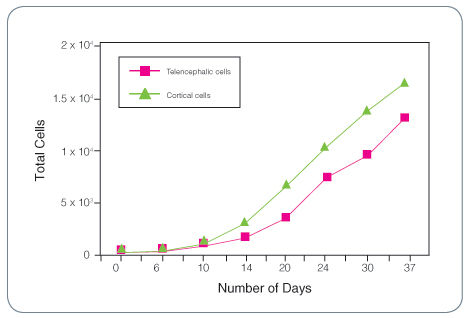 Total cell expansion for fetal human telencephalic and cortical cell neurospheres cultured with Complete NeuroCult™ Proliferation Medium (Human) containing rh EGF, rh bFGF and heparin