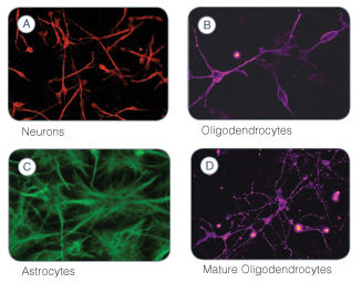 Immunofluorescent staining to identify the differentiated cell types generated following culture of neural stem and progenitor cells in NeuroCult™ NS-A Differentiation Medium