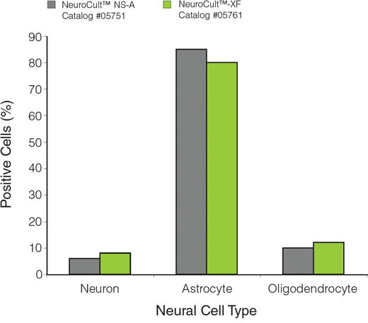 Neurospheres derived from human fetal CNS tissue can be efficiently generated for multiple passages in NeuroCult™-ACF Proliferation Medium