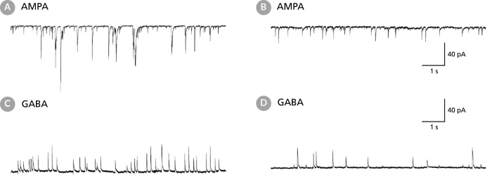 Rodent Neurons Matured in BrainPhys™ Neuronal Medium