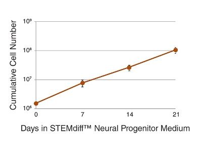 Expansion of Neural Progenitor Cells in STEMdiff™ Neural Progenitor Medium