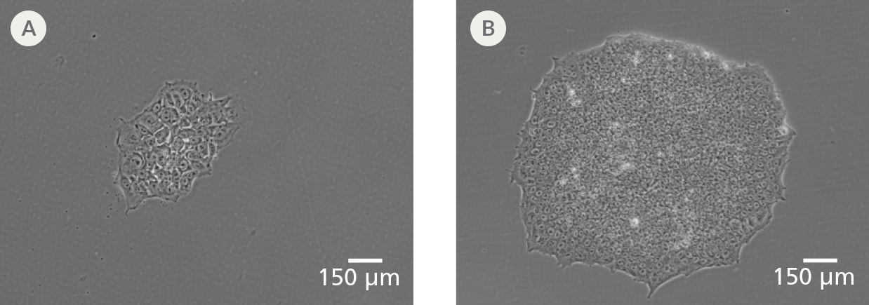 CloneR™ Yields Larger Single-Cell Derived Colonies