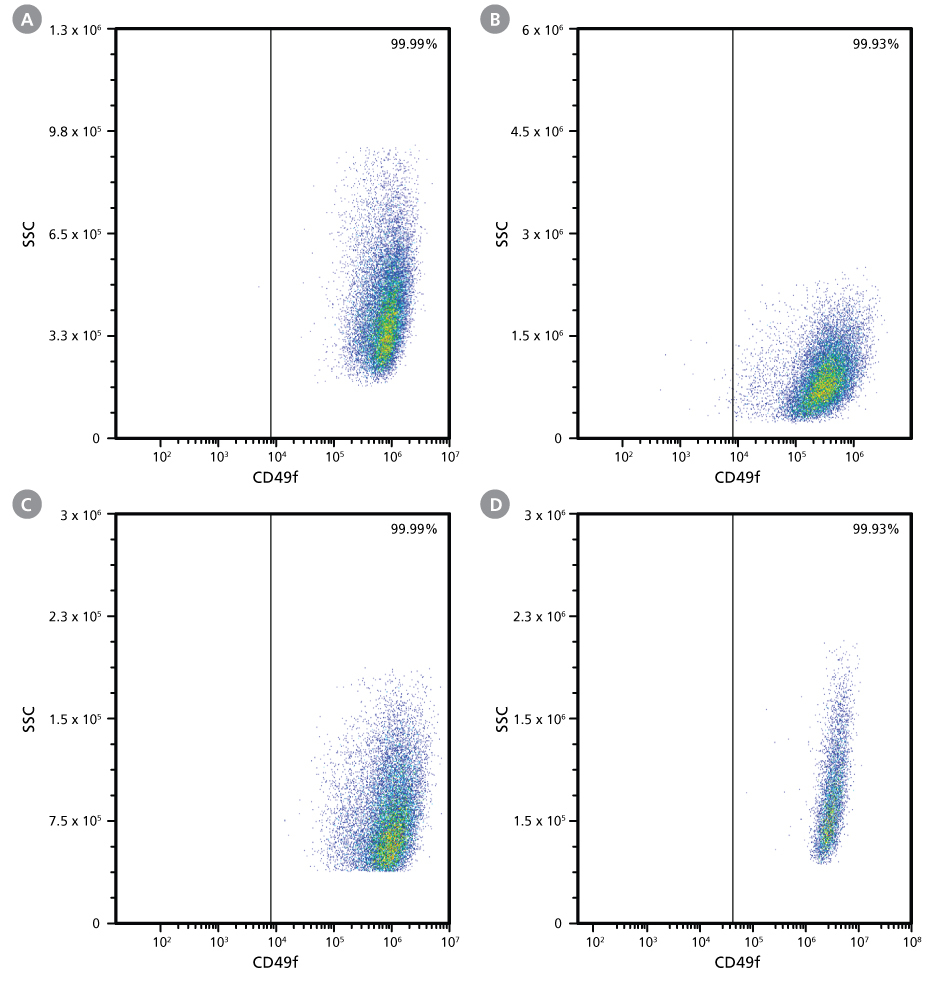 Cells Cultured in EpiCult™ Plus are Maintained in a Basal-Like State