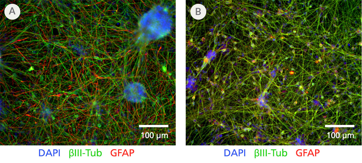 STEMdiff™ Forebrain Neuron Differentiation and Maturation Kits Are Replacing STEMdiff™ Neuron Kits and Have Equivalent Performance in Deriving Forebrain-type Neurons from Neural Progenitor Cells.