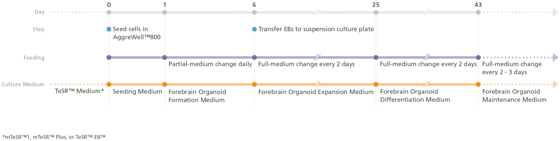 Schematic protocol diagram to generate patterned dorsal forebrain organoids from iPSCs