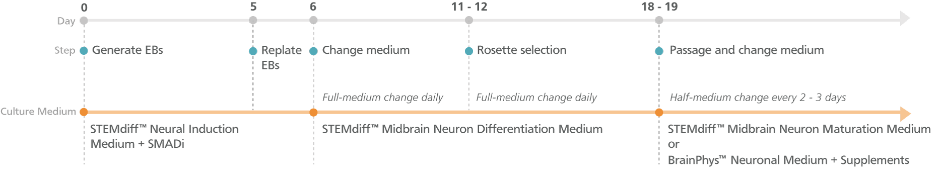 Experimental Protocol for STEMdiff™ Midbrain Neuron Differentiation and Maturation Kits (Embryoid Body Protocol)