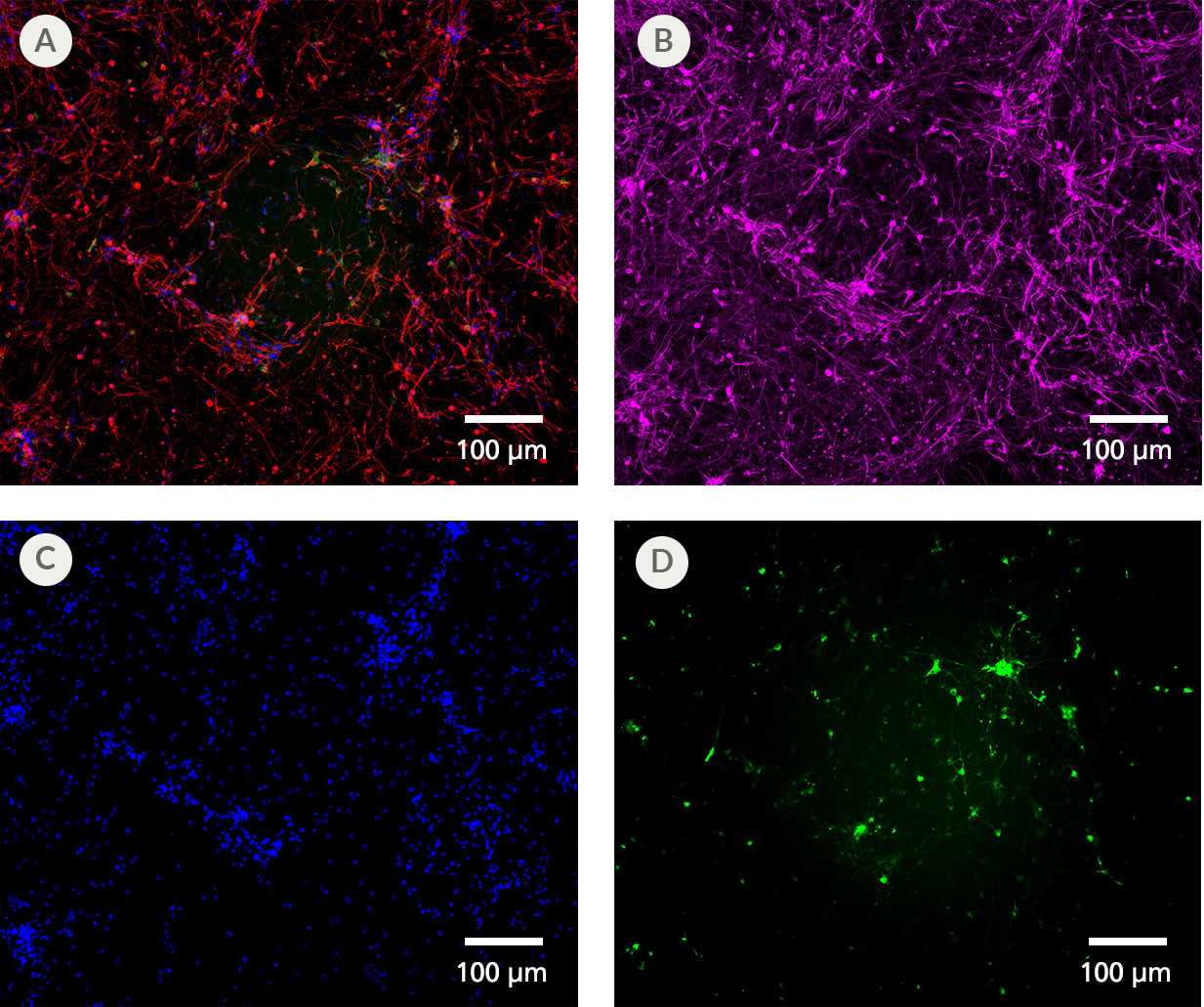 Midbrain-Type Neurons Arise From Neural Progenitor Cells After Culture in STEMdiff™ SMADi Neural Induction Kit and STEMdiff™ Midbrain Culture System