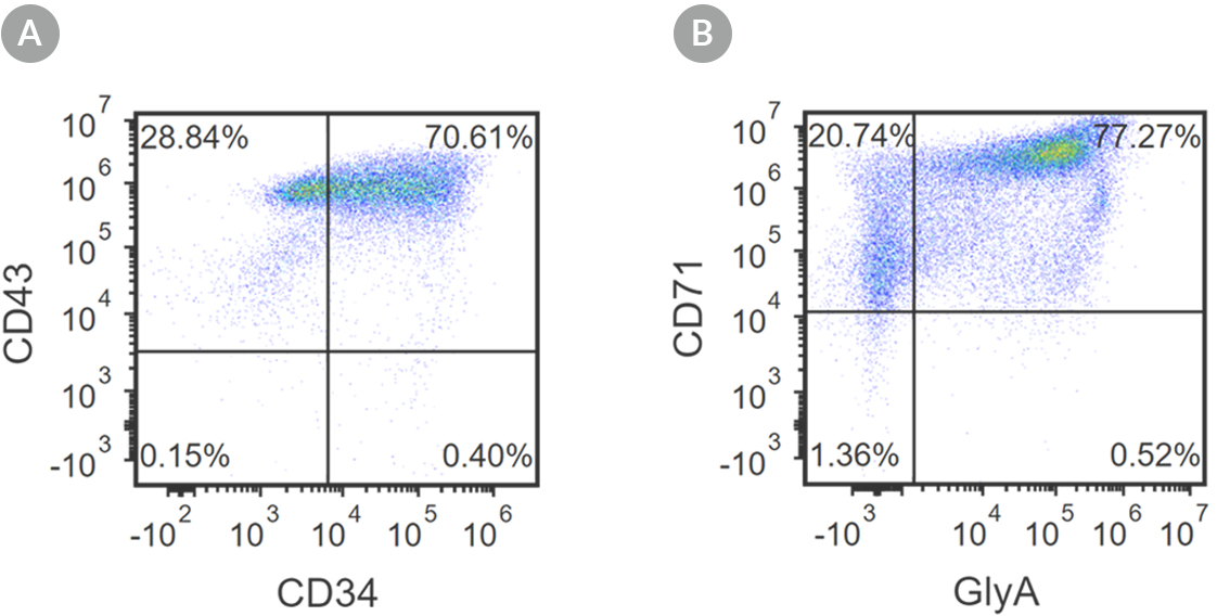 Figure showing generation of CD71+GlyA+ erythroid cells from pluripotent stem cells using STEMdiff™ Erythroid Kit