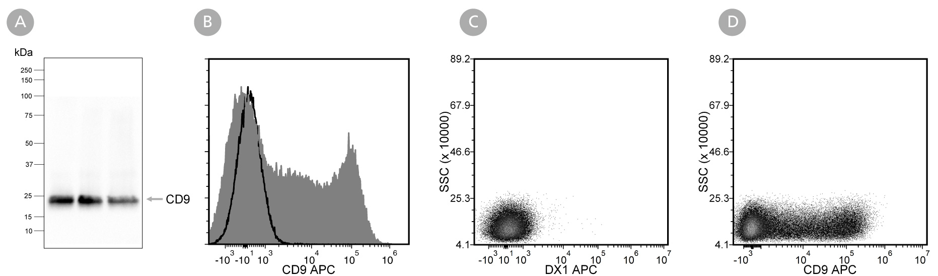 Data showing western blot analysis of extracellular vesicles isolated from mesenchymal stromal cell-conditioned medium with Anti-Human CD9 Antibody, Clone HI9a and flow cytometry analysis of human peripheral blood mononuclear cells labeled with Anti-Human CD9 Antibody, Clone HI9a.