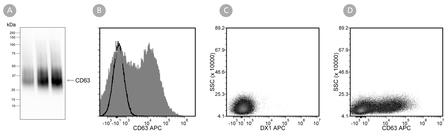 Data showing western blot analysis of extracellular vesicles isolated from mesenchymal stromal cell-conditioned medium with Anti-Human CD63 Antibody, Clone H5C6 and flow cytometry analysis of human peripheral blood mononuclear cells labeled with Anti-Human CD63 Antibody, Clone H5C6 .