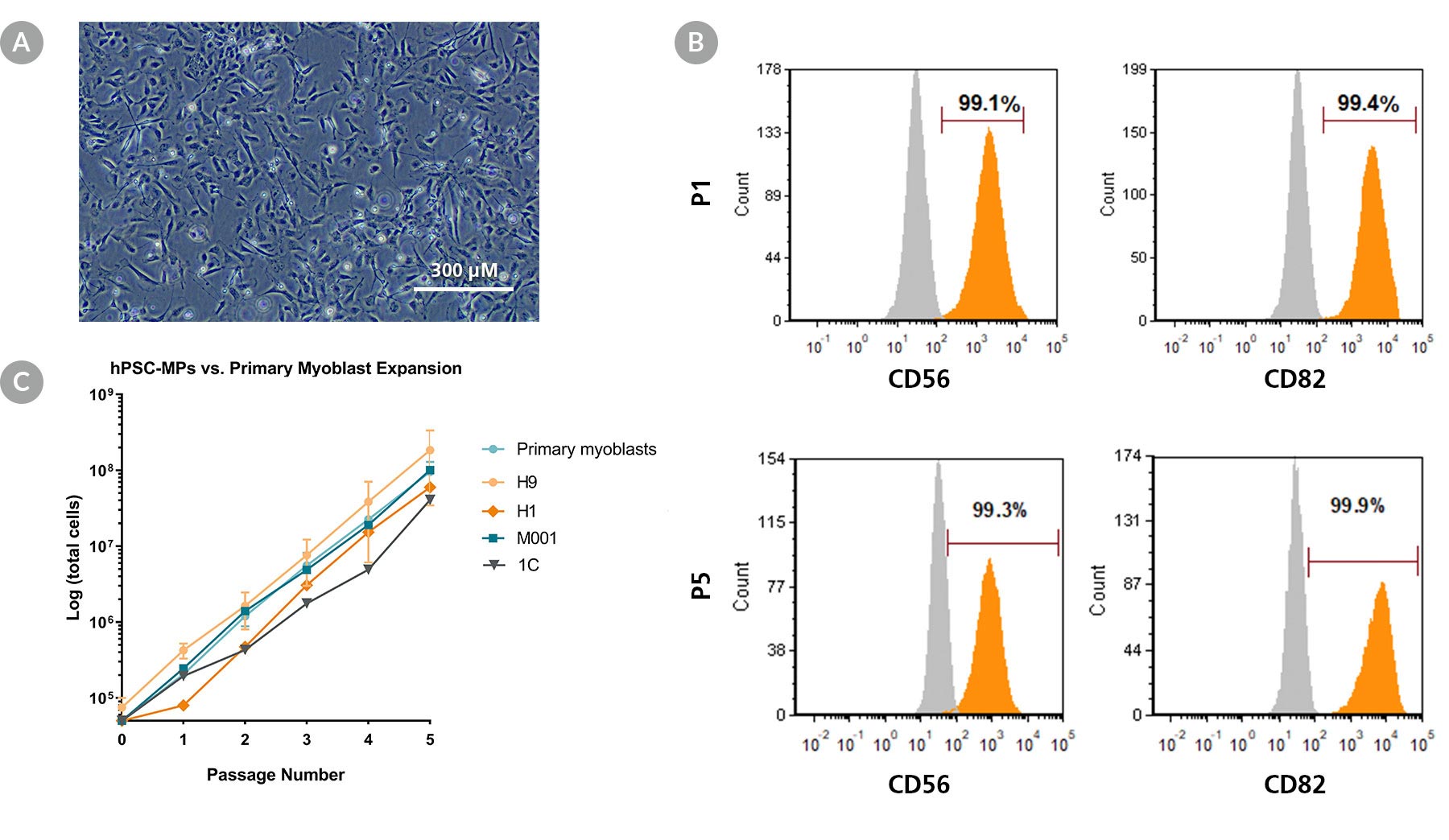 Flow cytometry analysis of myogenic progenitors generated using the STEMdiff™ Myogenic Progenitor Kit.