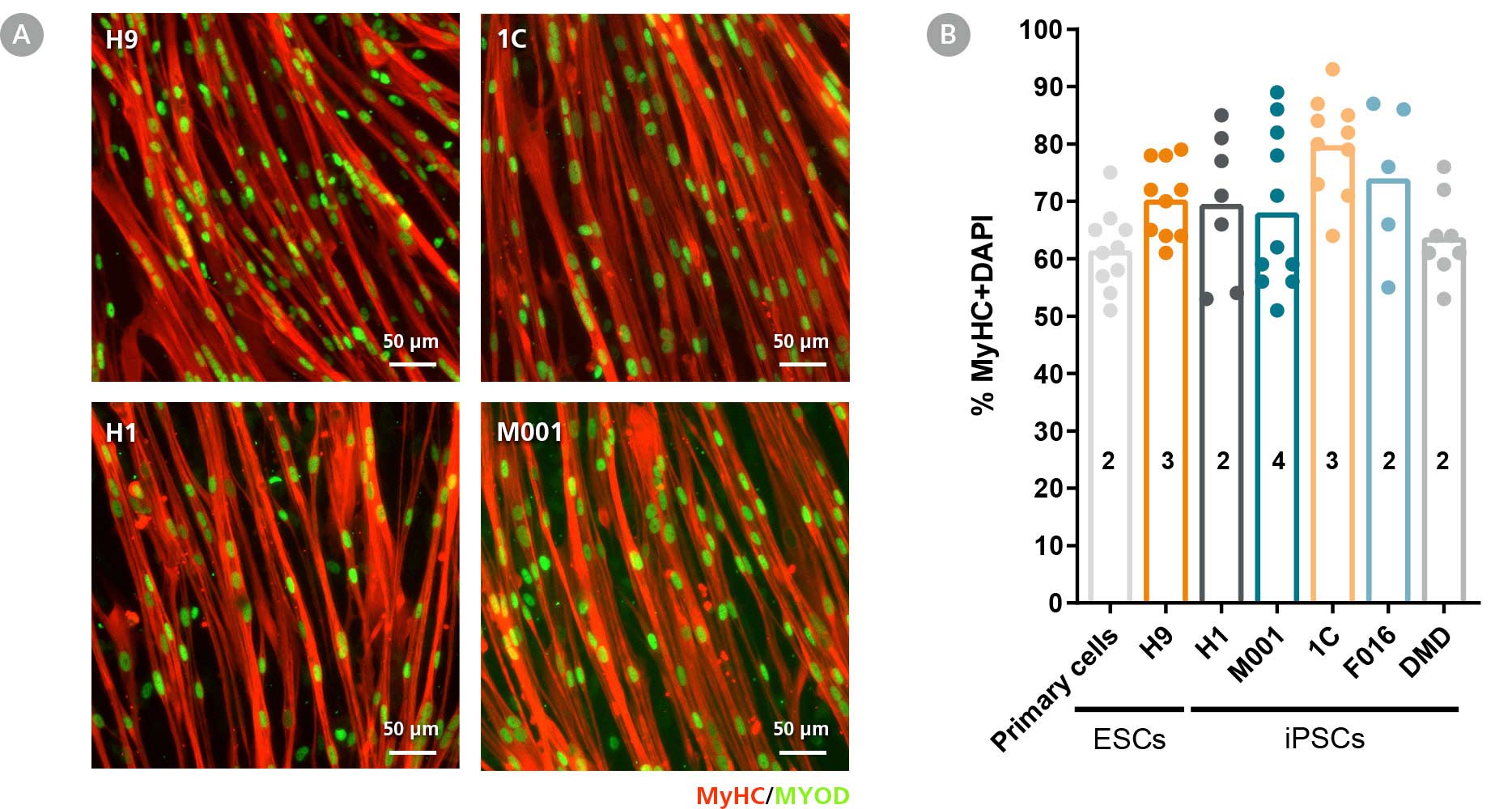 Microscopy images of different hPSC cell lines differentiated to myogenic progenitors using STEMdiff™  Myogenic Progenitor Kit and stained for myogenic markers MgHC and MYOD.