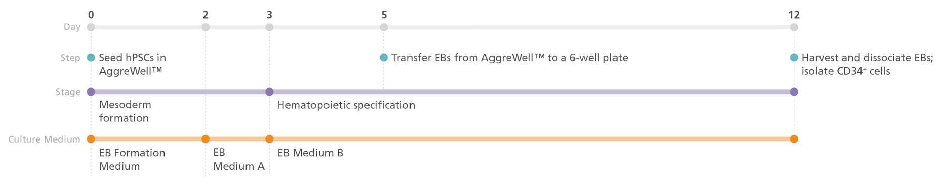 Generate CD34+ Cells from PSCs Using the STEMdiff™ Hematopoietic-EB Progenitor Differentiation Protocol