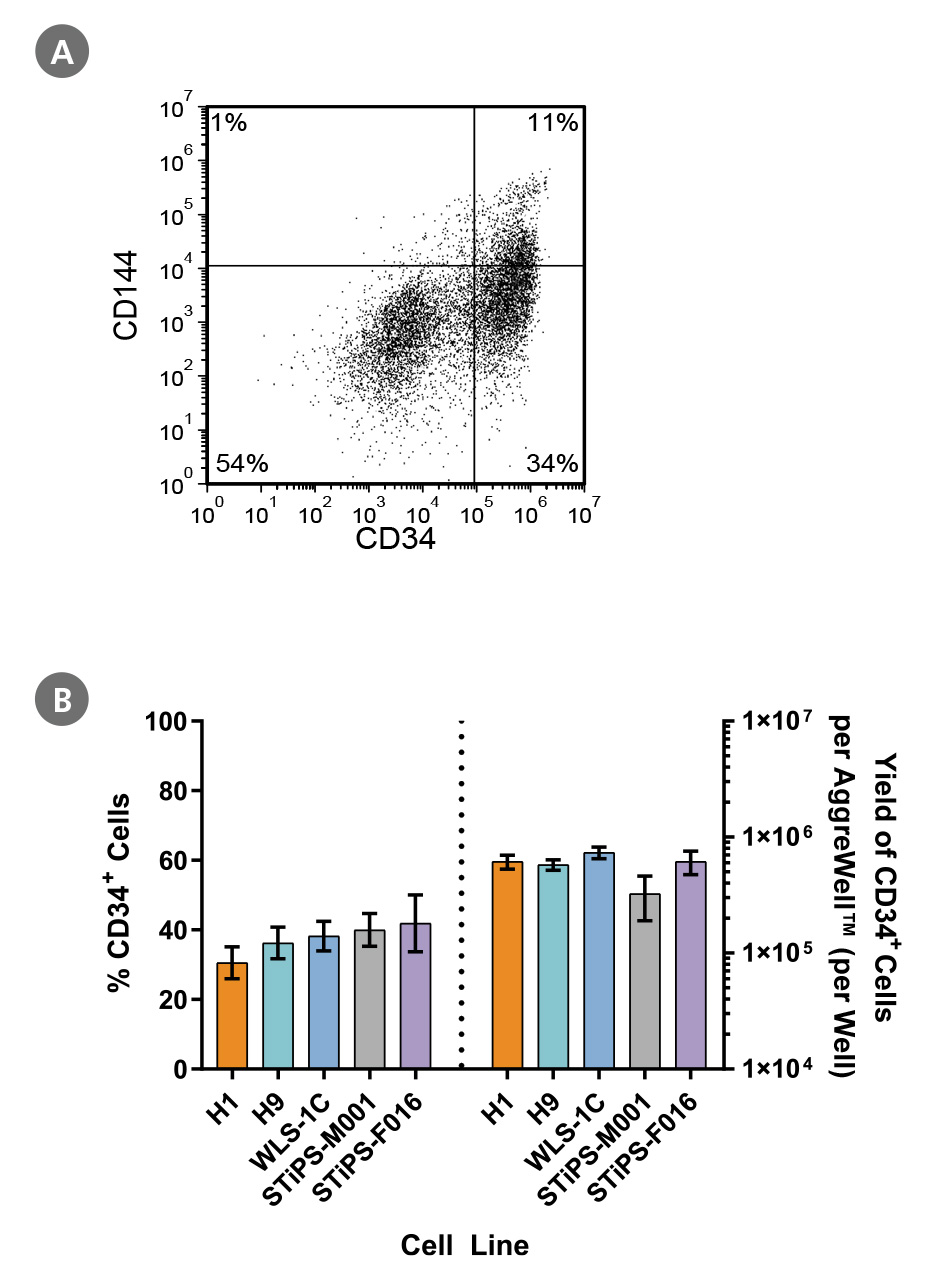 PSC-Derived CD34+ Cell Characterization, Frequency, and Yield