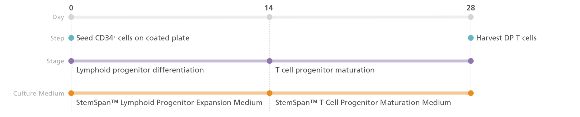 Differentiate PSC-Derived CD34+ Cells into CD4CD8 Double-Positive T Cells