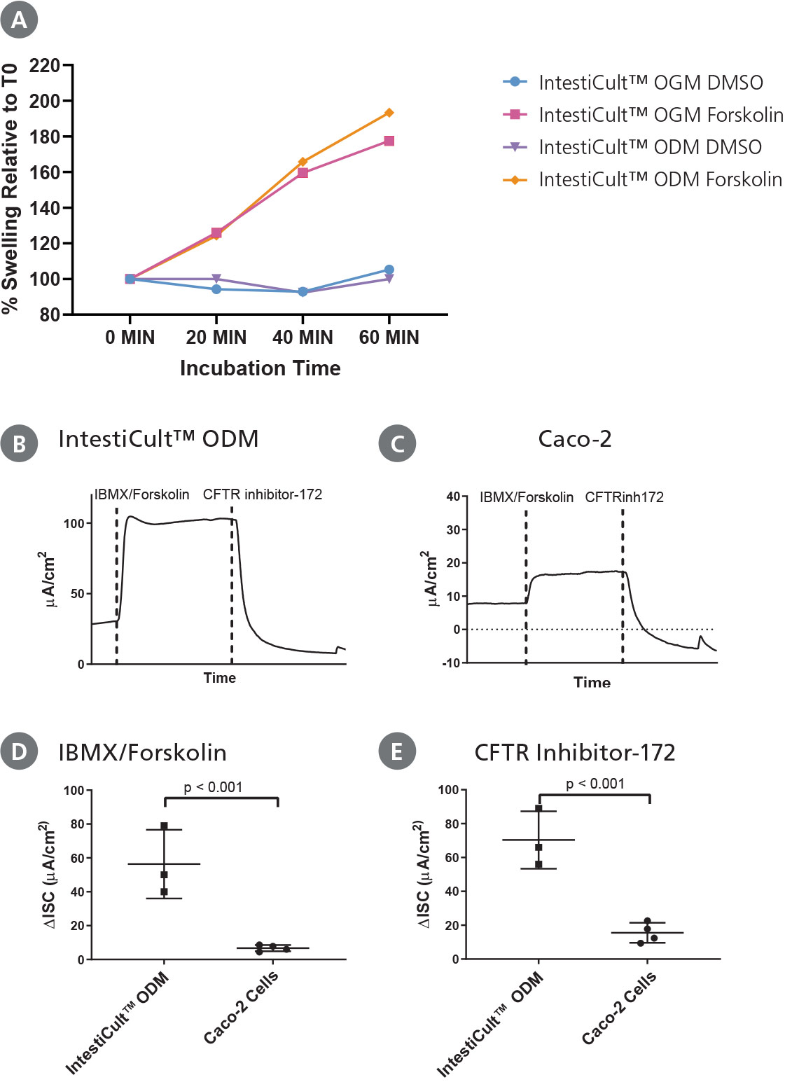 Differentiated Intestinal Organoids Provide a Suitable Model for Studying CFTR Response In Vitro