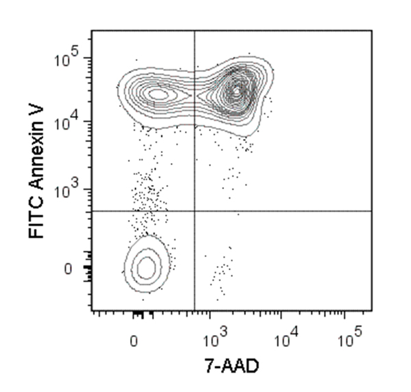 Figure showing flow cytometry analysis of Con-A stimulated (3 days) C57BL/6 mouse splenocytes labeled with Anti-Mouse CD152 (CTLA-4) Antibody, Clone UC10-4F10-11, PE or an Armenian hamster IgG, PE isotype control antibody.