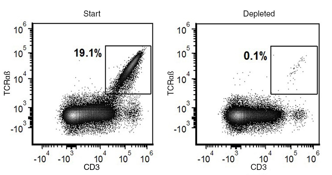 The content of TCRab+ cells before and after the cell isolation procedure are 19.1% and 0.1%, respectively.