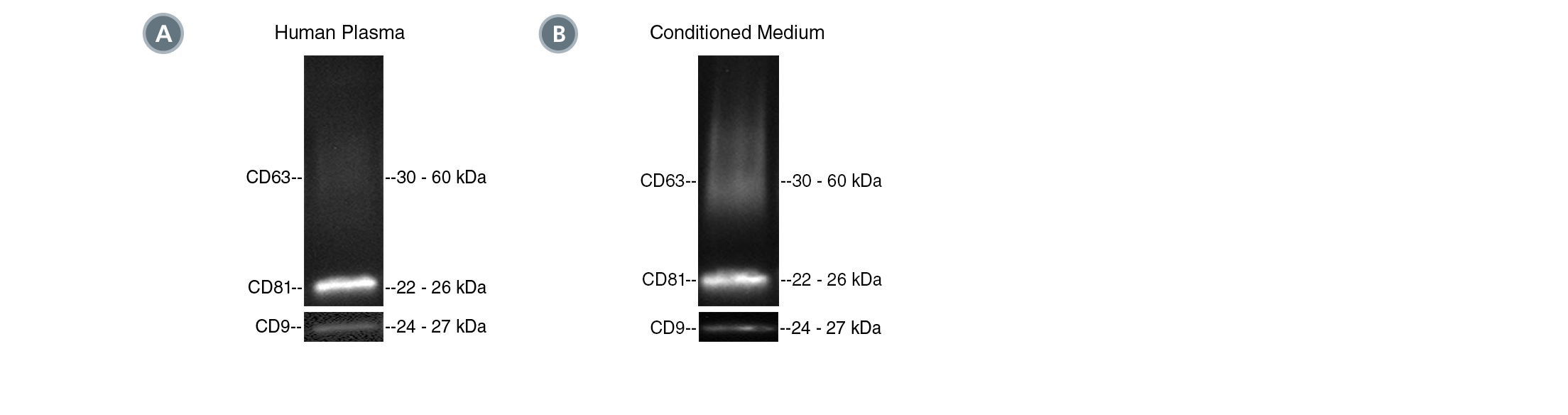 Positive isolation of EVs with the CD81 tetraspanin marker from human plasma and MSC-conditioned medium.