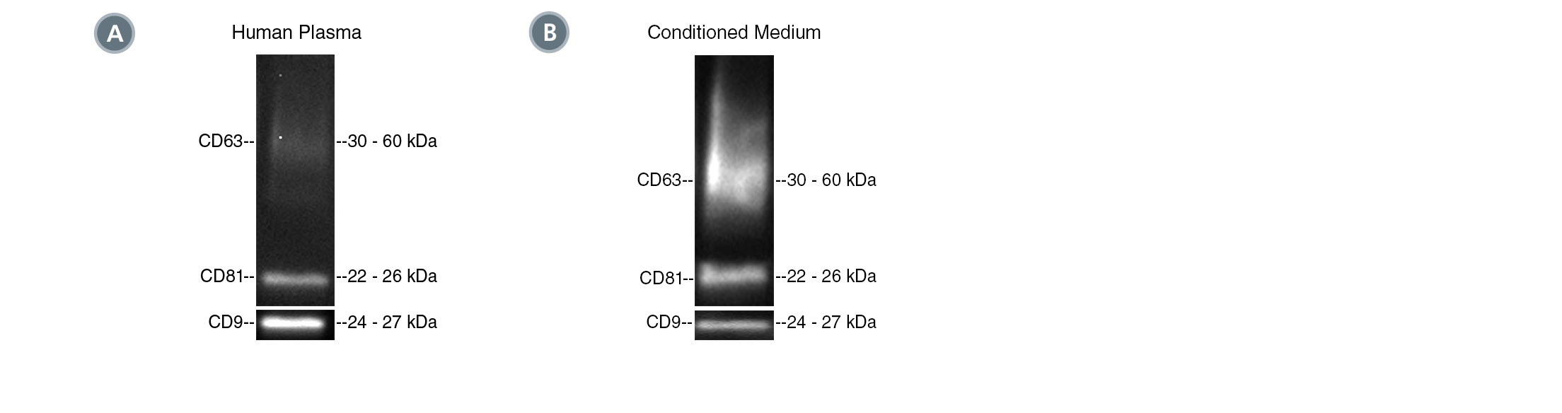 Positive isolation of EVs with the CD9 tetraspanin marker from human plasma and MSC-conditioned medium.