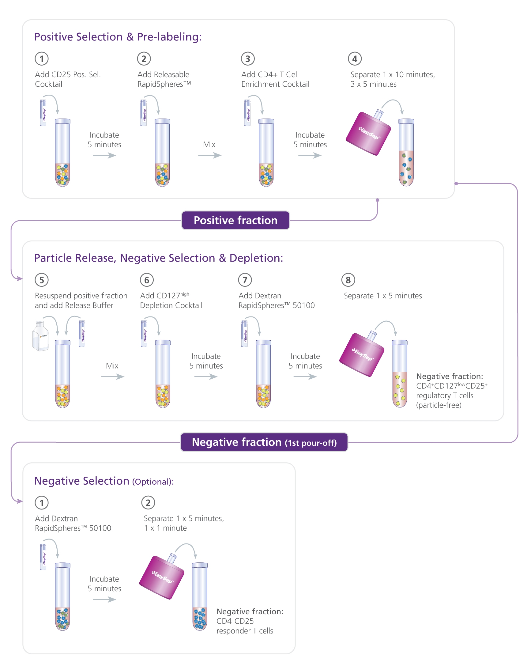 EasySep™ Human CD4+CD127lowCD25+ Regulatory T Cell Isolation Kit Protocol for the Separation of Tregs