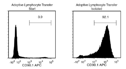 FACS Histogram Results with EasySep™ Mouse CD90.1 Positive Selection Kit on Adoptive Lymphocyte Transfer Samples