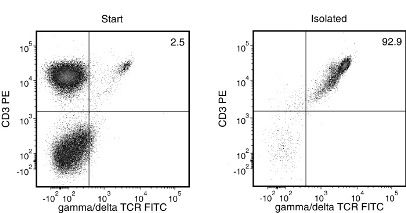 Typical EasySep™ Human Gamma/Delta T Cell Isolation Profile