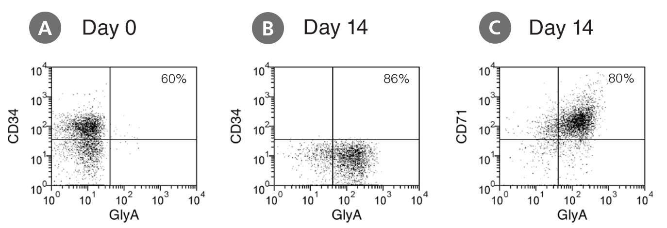 Flow cytometry dot plots showing expression of CD34, CD71, and GlyA before and after culture in StemSpan™