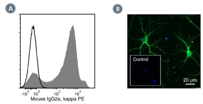 Flow Cytometry Analysis of Human PBMCs