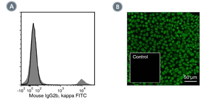 Flow Cytometry Analysis of Human PBMCs