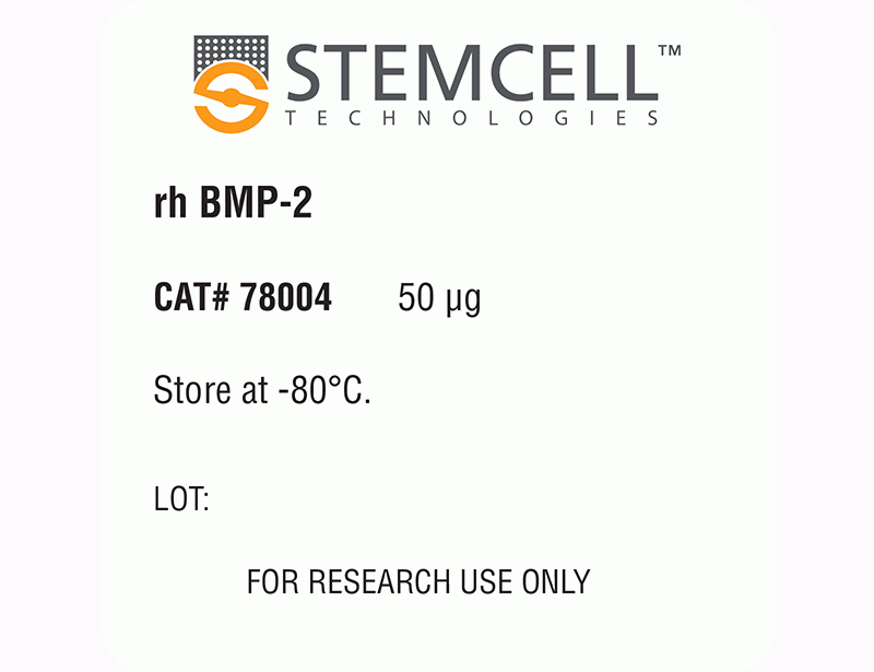 Human Recombinant BMP-2